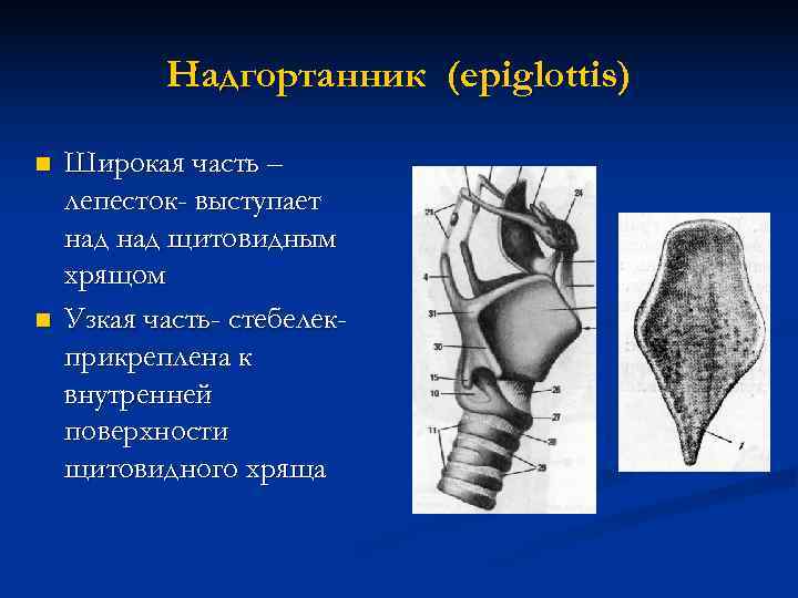 Гортань анатомия человека фото