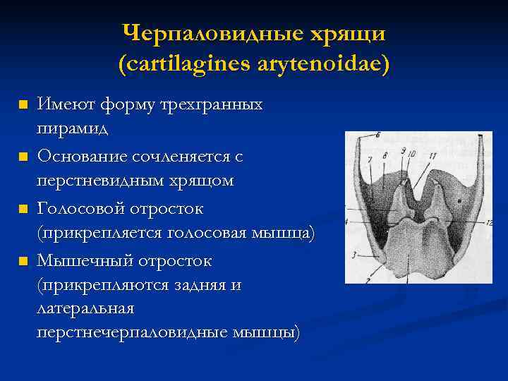    Черпаловидные хрящи   (cartilagines arytenoidae) n  Имеют форму трехгранных