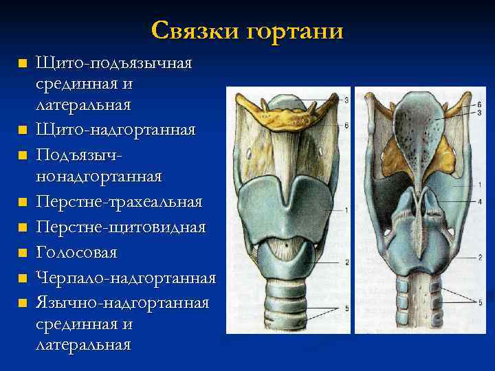     Связки гортани n  Щито-подъязычная срединная и латеральная n 