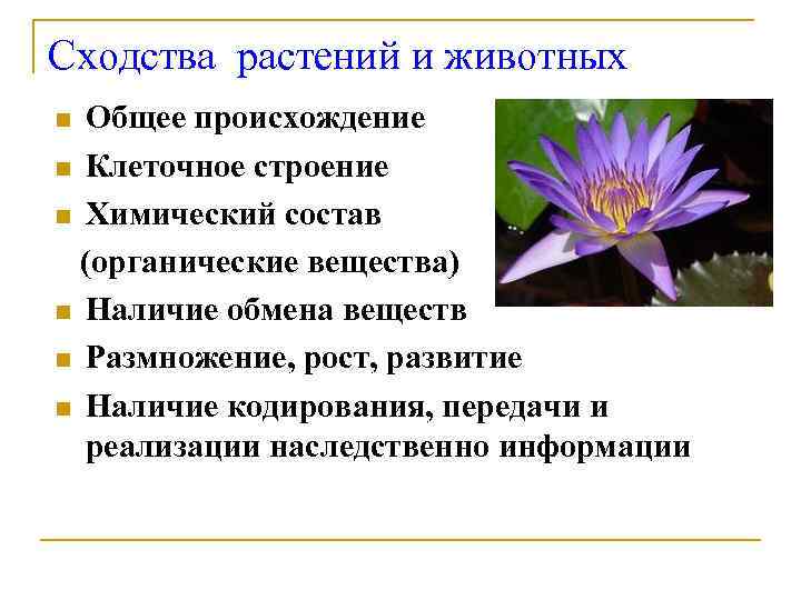 Сходства растений и животных n Общее происхождение n Клеточное строение n Химический состав 
