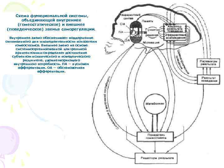   Схема функциональной системы,   объединяющей внутреннее (гомеостатическое) и внешнее (поведенческое) звенья
