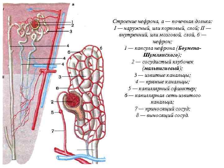 Схема почечной дольки