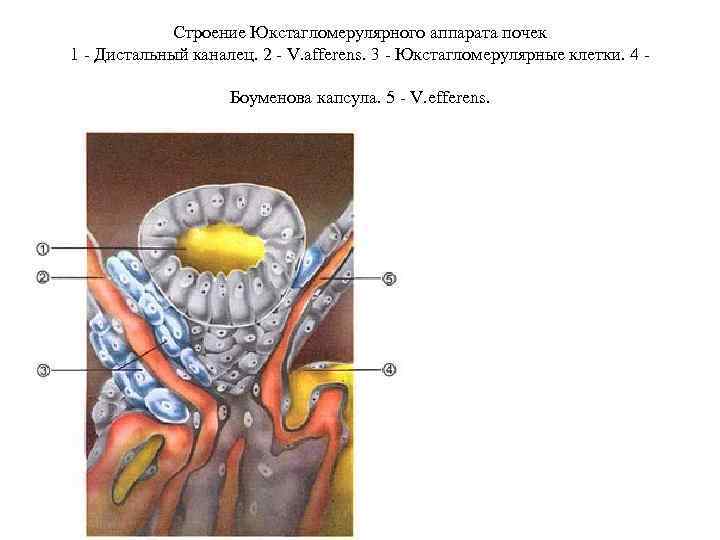    Строение Юкстагломерулярного аппарата почек 1 - Дистальный каналец. 2 - V.