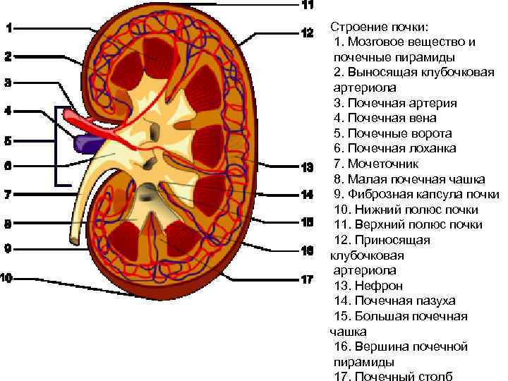 Общий план строения выделительной системы