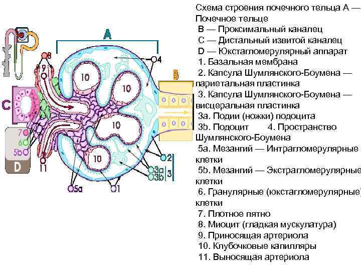 Почечное тельце состоит из