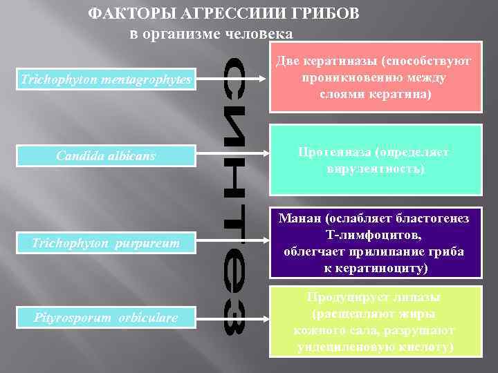    ФАКТОРЫ АГРЕССИИИ ГРИБОВ   в организме человека   