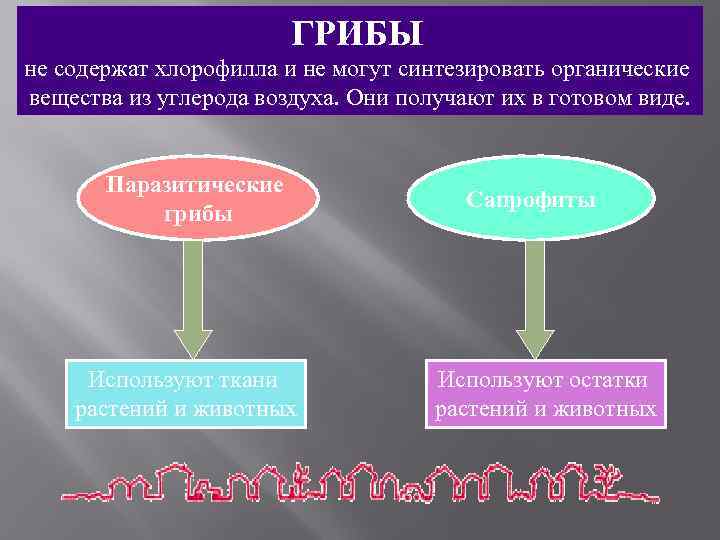     ГРИБЫ не содержат хлорофилла и не могут синтезировать органические вещества