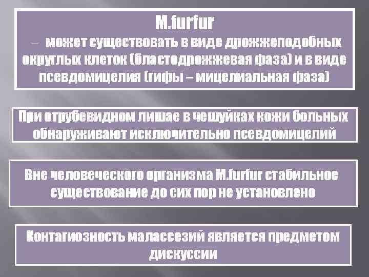     M. furfur – может существовать в виде дрожжеподобных округлых клеток