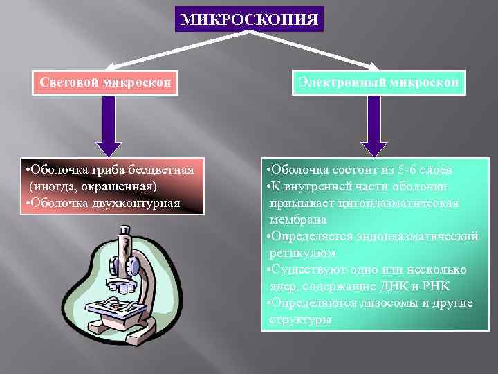     МИКРОСКОПИЯ Световой микроскоп   Электронный микроскоп • Оболочка гриба