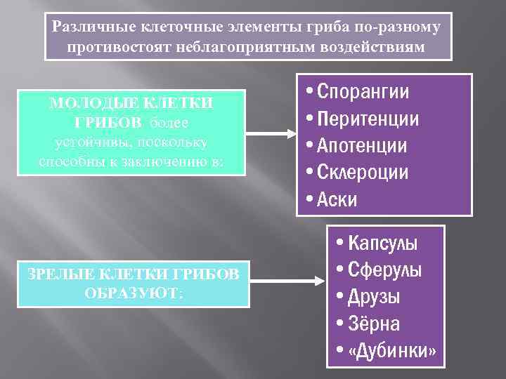  Различные клеточные элементы гриба по-разному противостоят неблагоприятным воздействиям МОЛОДЫЕ КЛЕТКИ   