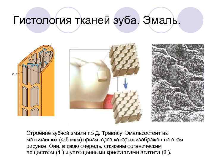 Рисунок анатомического препарата зуб человека с последующим просмотром творческое испытание