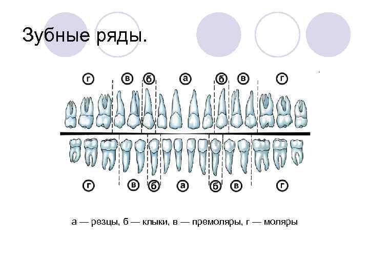 Зубы по номерам