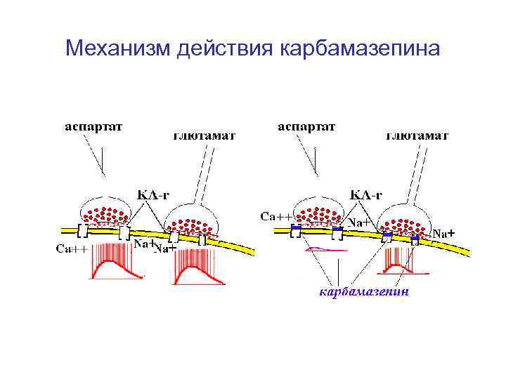 Механизм действия карбамазепина 