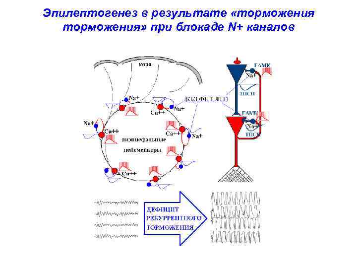 Эпилептогенез в результате «торможения  торможения» при блокаде N+ каналов 