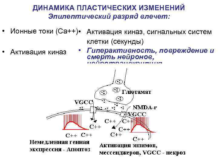   ДИНАМИКА ПЛАСТИЧЕСКИХ ИЗМЕНЕНИЙ  Эпилептический разряд влечет:  • Ионные токи (Ca++)