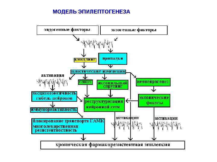 МОДЕЛЬ ЭПИЛЕПТОГЕНЕЗА 