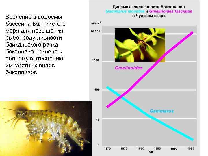 Вселение в водоемы бассейна Балтийского моря для повышения рыбопродуктивности байкальского рачка- бокоплава привело к