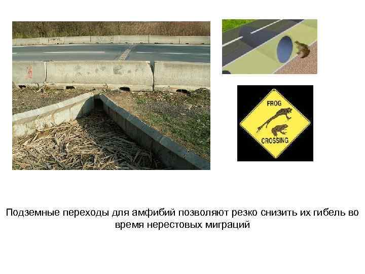 Подземные переходы для амфибий позволяют резко снизить их гибель во    