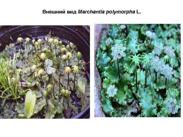 Внешний вид Marchantia polymorpha L. 