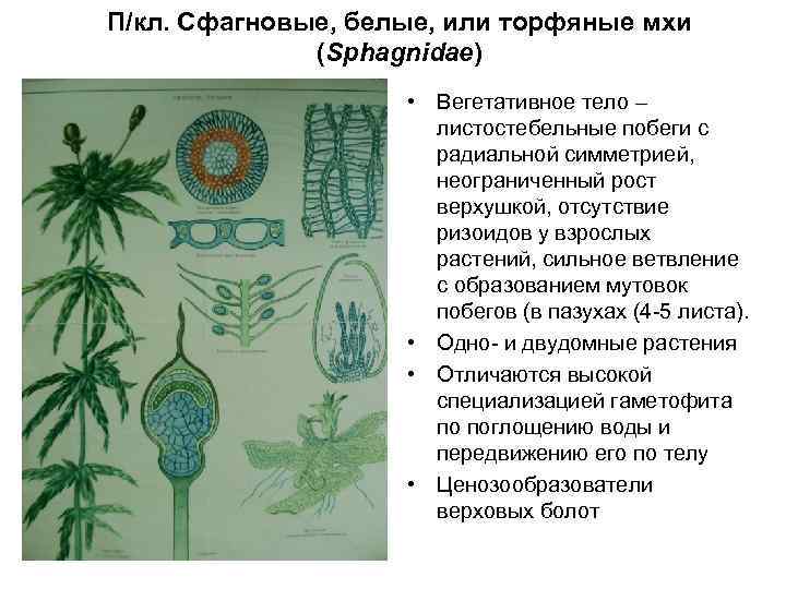 К какому классу относят растение корневая система которого показана на рисунке