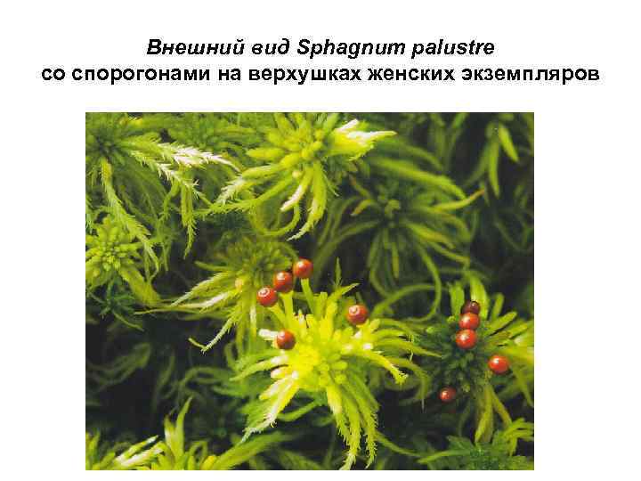    Внешний вид Sphagnum palustre со спорогонами на верхушках женских экземпляров 
