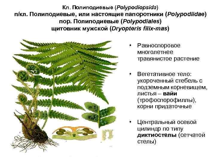     Кл. Полиподиевые (Polypodiopsida) п/кл. Полиподиевые, или настоящие папоротники (Polypodiidae) 