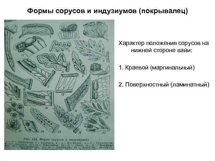 Формы сорусов и индузиумов (покрывалец)     Характер положения сорусов на 