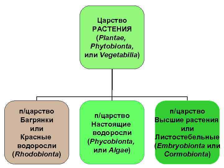     Царство    РАСТЕНИЯ    (Plantae, 