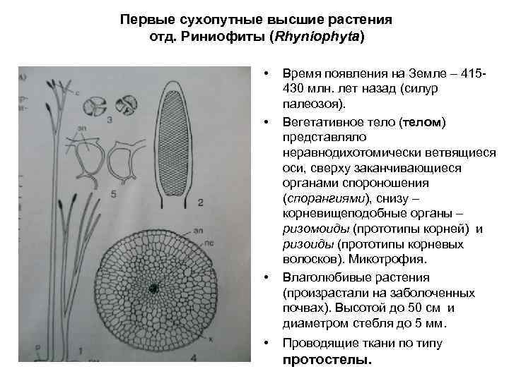 Первые сухопутные высшие растения  отд. Риниофиты (Rhyniophyta)    •  Время
