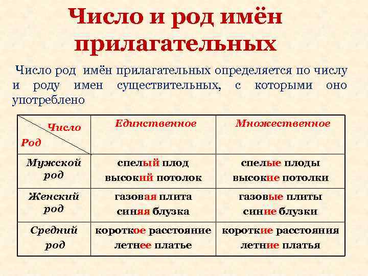 Число и род имён прилагательных Число род имён прилагательных определяется Число и род имён прилагательных Число род имён прилагательных определяется