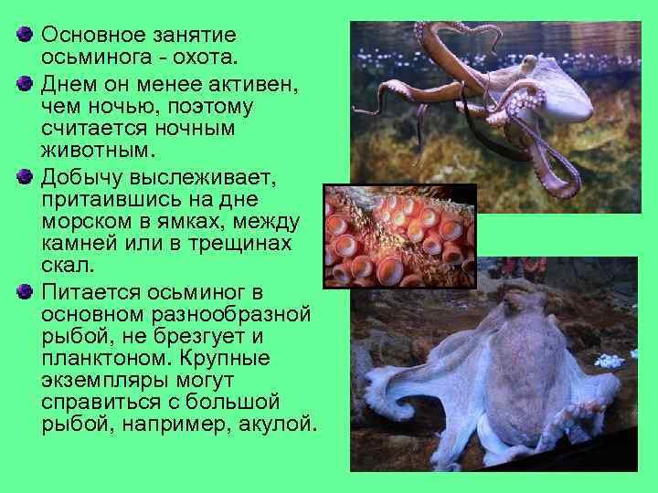 Основное занятие осьминога - охота. Днем он менее активен, чем ночью, поэтому считается ночным