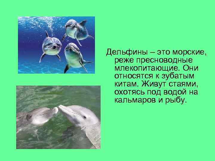 Дельфины – это морские,  реже пресноводные  млекопитающие. Они  относятся к зубатым