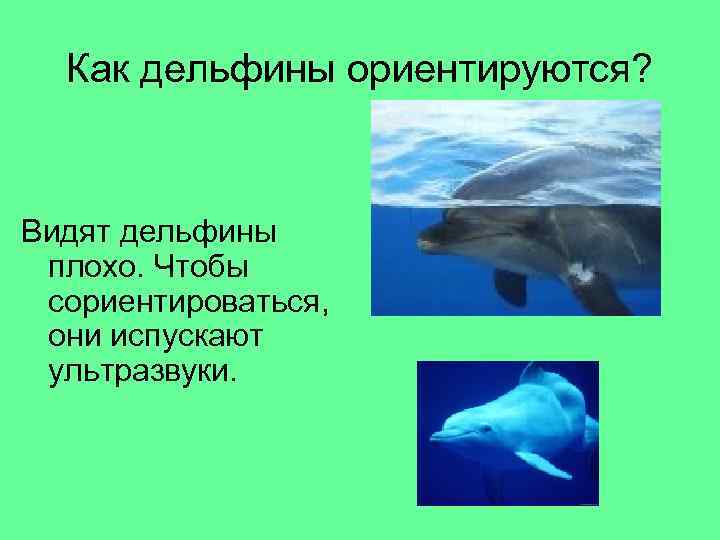  Как дельфины ориентируются? Видят дельфины плохо. Чтобы сориентироваться,  они испускают ультразвуки. 