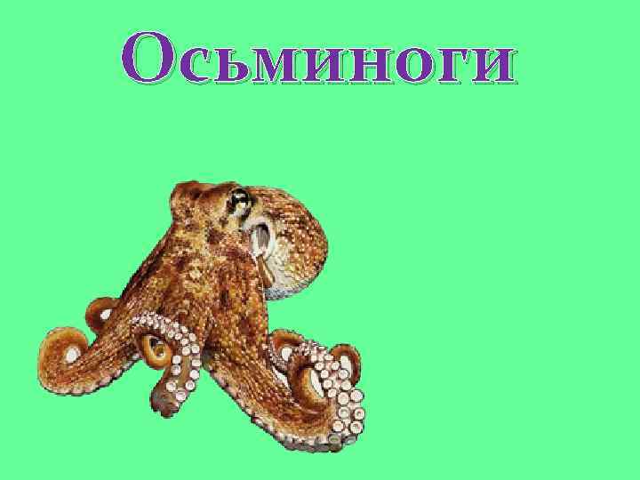 Осьминоги 