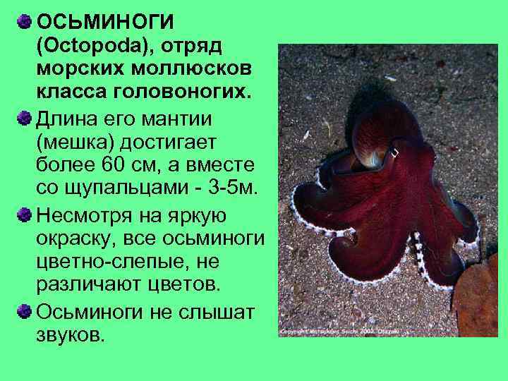 ОСЬМИНОГИ (Octopoda), отряд морских моллюсков класса головоногих. Длина его мантии (мешка) достигает более 60