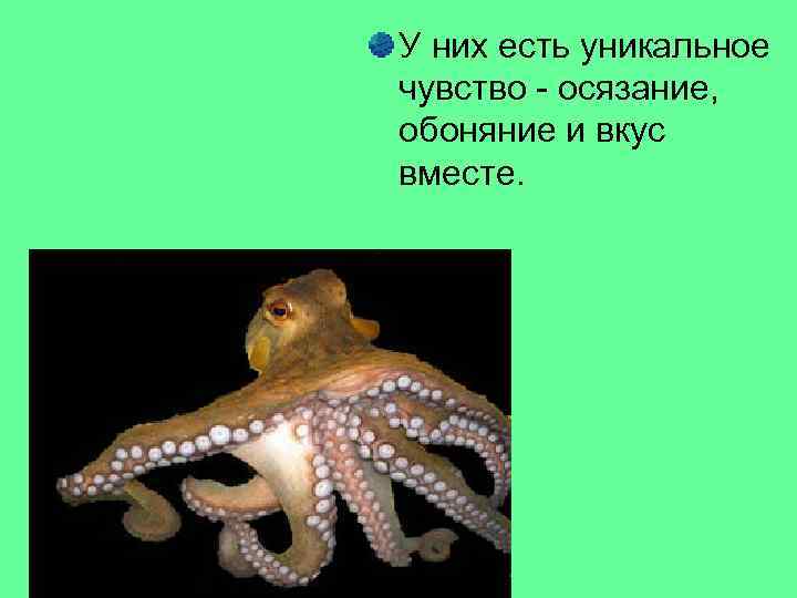 У них есть уникальное чувство - осязание, обоняние и вкус вместе. 