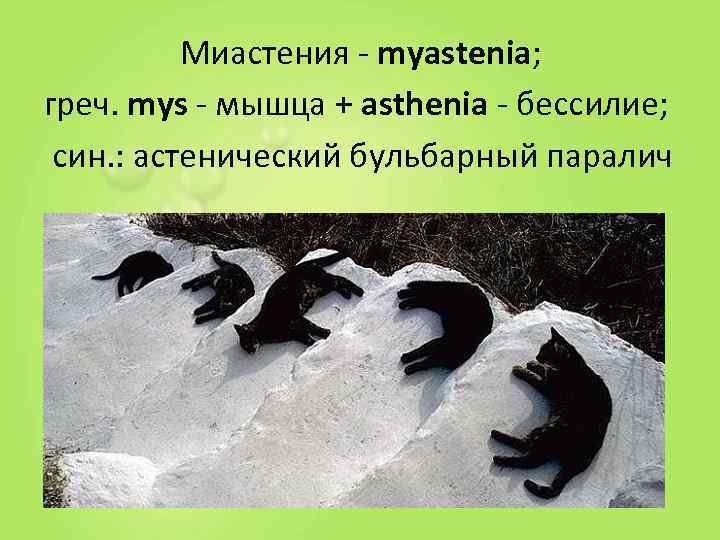    Миастения - myastenia; греч. mys - мышца + asthenia - бессилие;