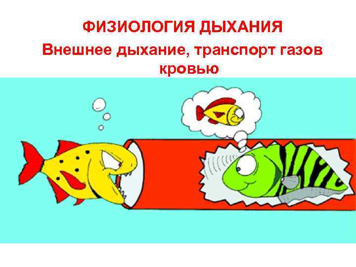   ФИЗИОЛОГИЯ ДЫХАНИЯ Внешнее дыхание, транспорт газов   кровью 