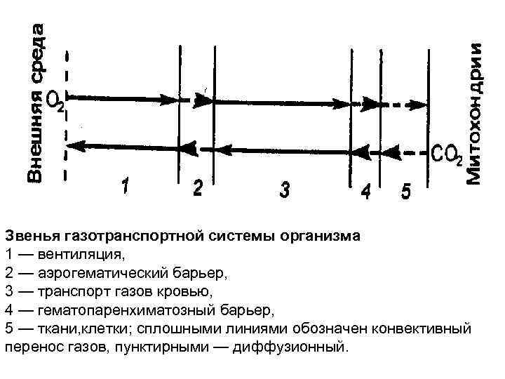 Звенья газотранспортной системы организма 1 — вентиляция,  2 — аэрогематический барьер,  3