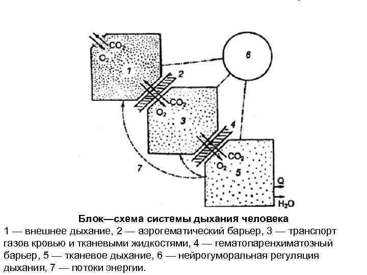 Дыхание 80. Внешнее дыхание схема. Процесс внешнего дыхания схема. Внешнее дыхание транспорт газов кровью тканевое дыхание. Транспорт газов кровью регуляция дыхания физиология.
