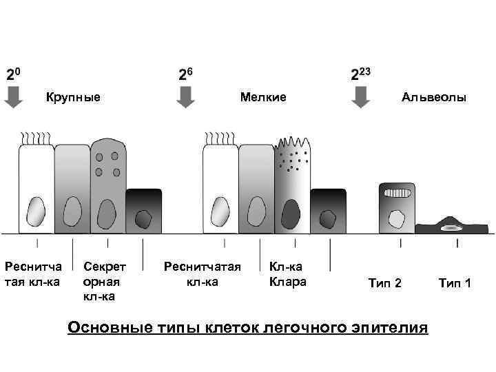  Крупные    Мелкие    Альвеолы Реснитча Секрет  Реснитчатая