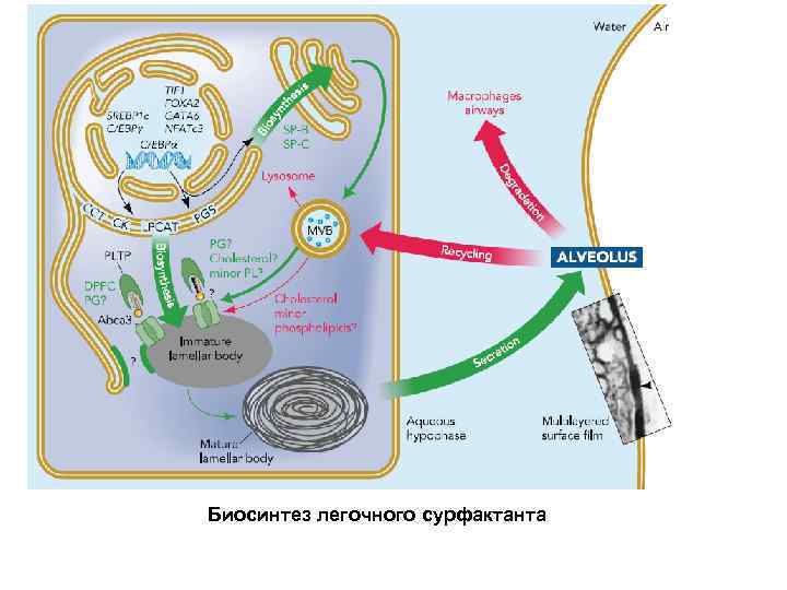Биосинтез легочного сурфактанта 