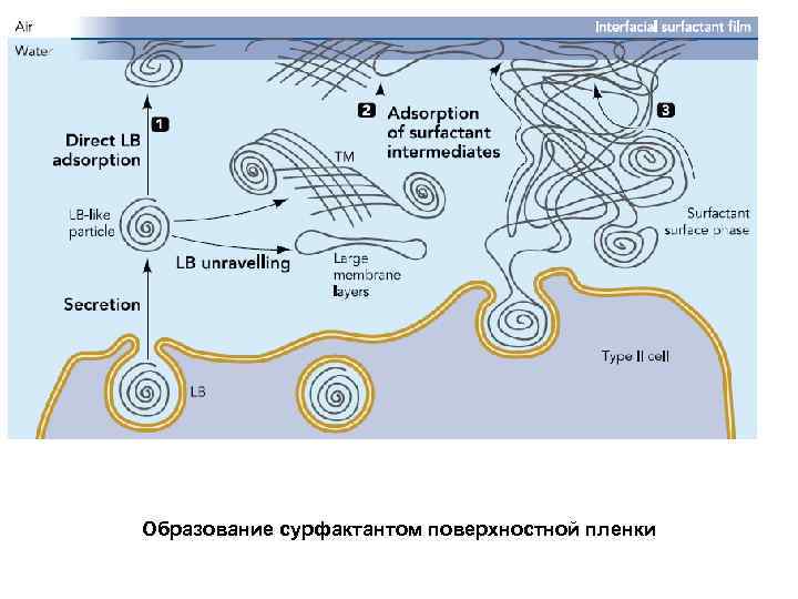 Образование сурфактантом поверхностной пленки 