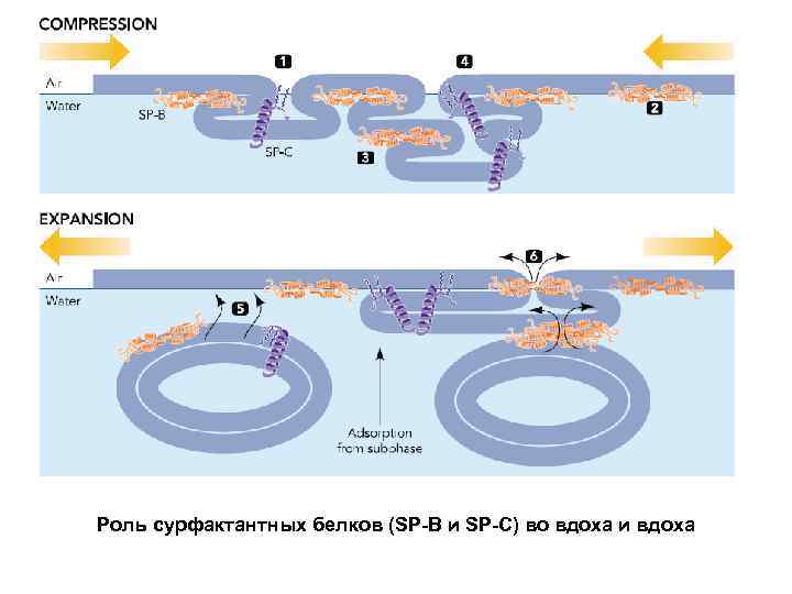 Роль сурфактантных белков (SP-B и SP-C) во вдоха и вдоха 