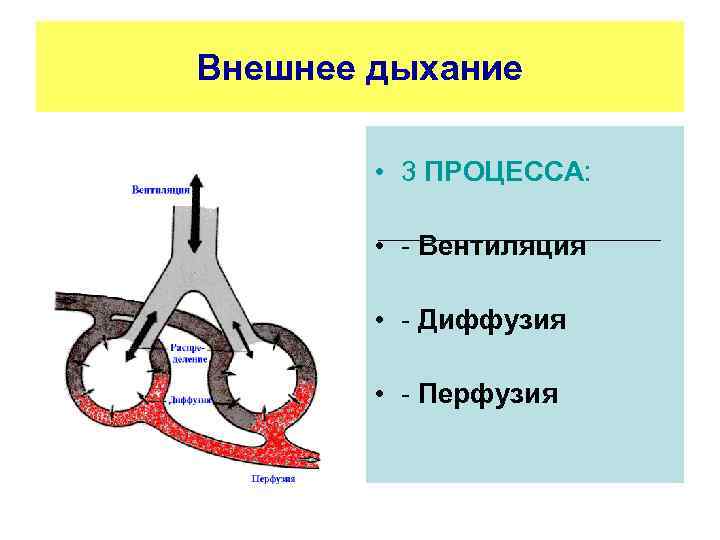 Внешнее дыхание  • 3 ПРОЦЕССА:  •  Вентиляция  •  Диффузия