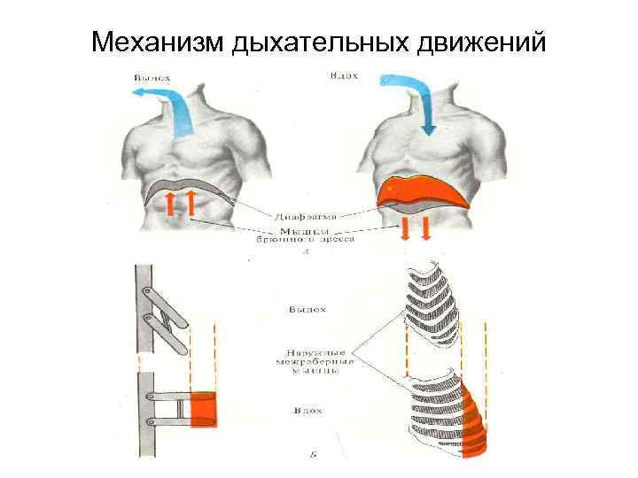 Механизм дыхательных движений 