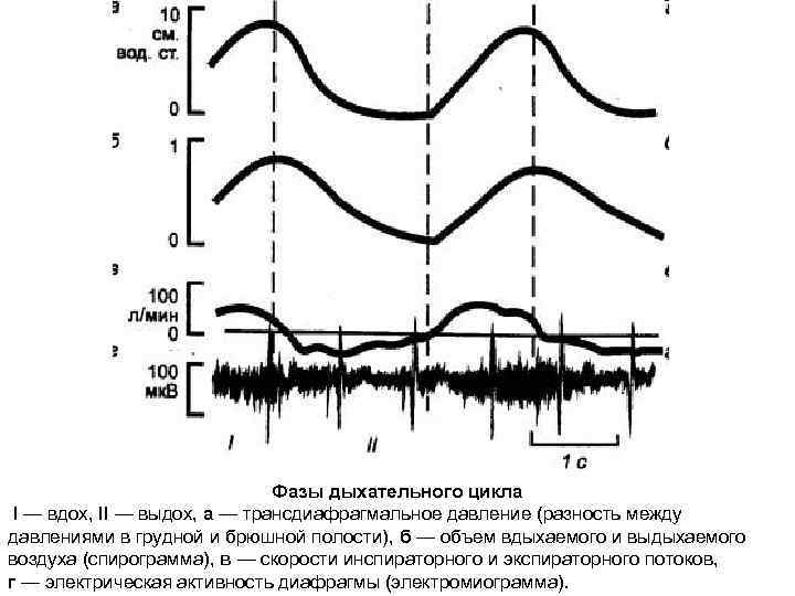 Графическое изображение фаз дыхания