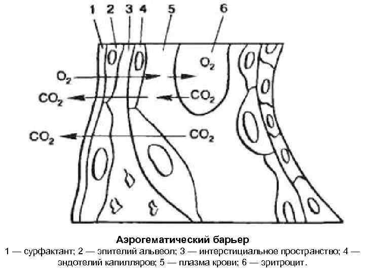     Аэрогематический барьер 1 — сурфактант; 2 — эпителий альвеол; 3
