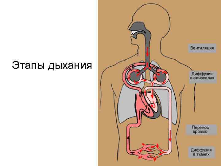 Этапы дыхания животных