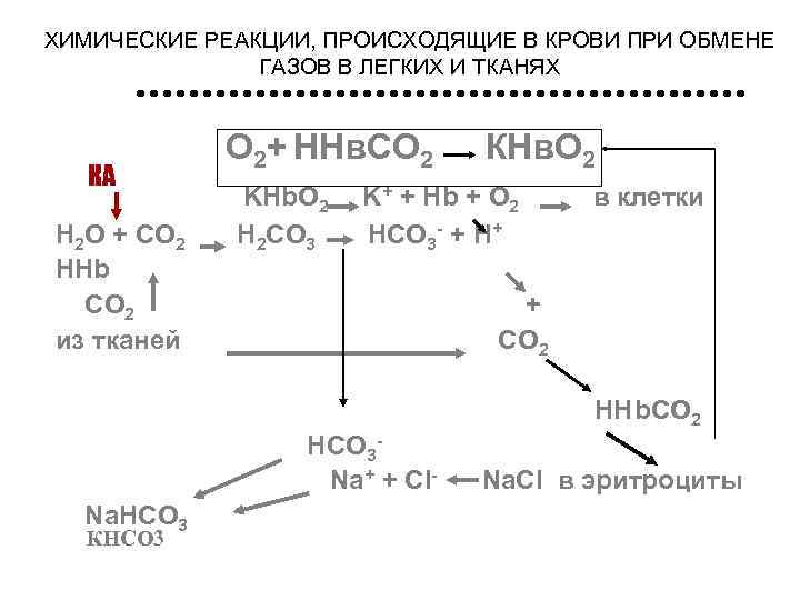 ХИМИЧЕСКИЕ РЕАКЦИИ, ПРОИСХОДЯЩИЕ В КРОВИ ПРИ ОБМЕНЕ   ГАЗОВ В ЛЕГКИХ И ТКАНЯХ
